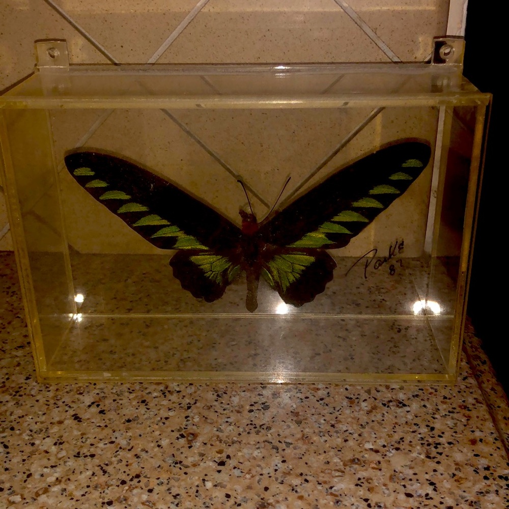 Butterfly in case
